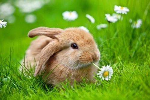 easter-bunny-we-heart-it-meadow-cute-adorable-animal