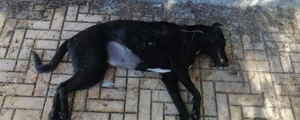 Ανατροπή για τον θανατο της μικρής σκλυλίτσας που βρέθηκε σκοτωμένη  έξω από το νοσοκομείο Κορίνθου