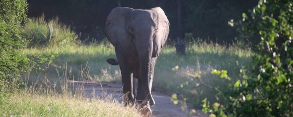 Ελέφαντες χωρίς χαυλιόδοντες: Τα ζώα αλλάζουν το DNA τους για να σωθούν από τον άνθρωπο