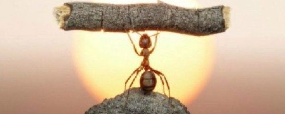 Τι να Κάνετε από Τώρα για να μην Πλησιάζουν τα Μυρμήγκια στο Σπίτι σας