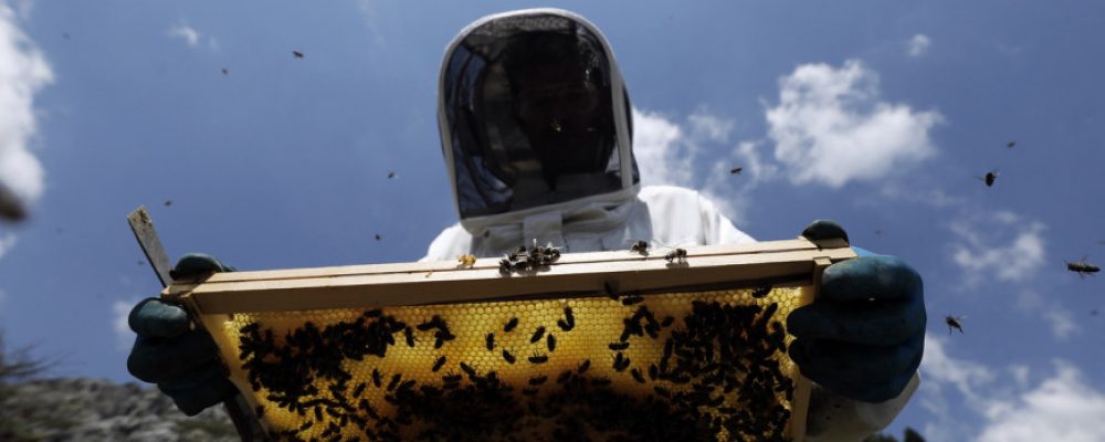 Δηλητήριο από μέλισσες «σκοτώνει κύτταρα του καρκίνου του μαστού»
