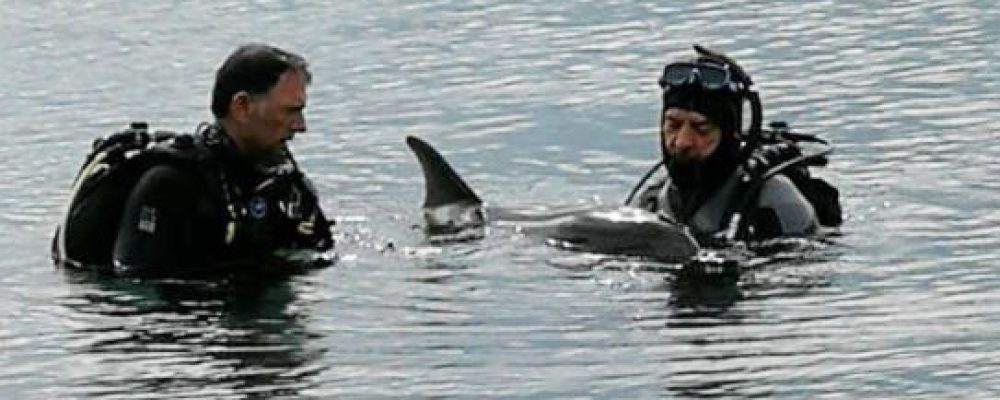Θλίψη στο Λουτράκι: Οι αυτοδύτες Λουτρακίου ανέσυραν το νεκρό δελφινάκι -φωτο