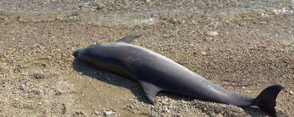 Άλλο ένα νεκρό δελφίνι σε παραλία της Κορινθίας