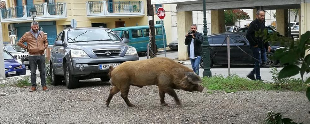 Ένα τεράστιο γουρούνι  έκοβε βόλτα μέσα στο κέντρο του Λουτρακίου!
