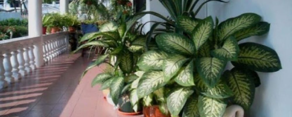 Αν έχετε στο σπίτι σας αυτό το φυτό, πρέπει να το απομακρύνετε άμεσα – Είναι δηλητηριώδες!!!