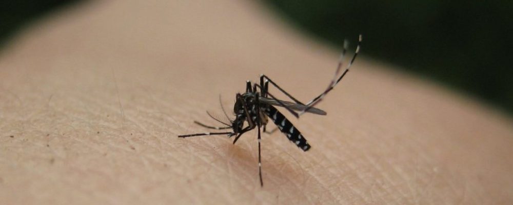 Το «κόλπο» για να μην σας τσιμπούν τα κουνούπια