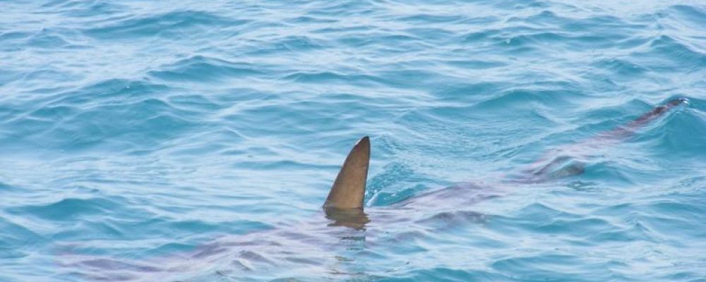 Κορινθιακός Κόλπος : Καρχαρίας βολτάρει στα ρηχά! (βίντεο)
