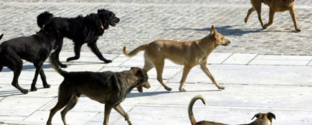 Eπιστολή πολίτη προς τον Δήμαρχο Κορινθιων…«Χορεύοντας» με τους …σκύλους!