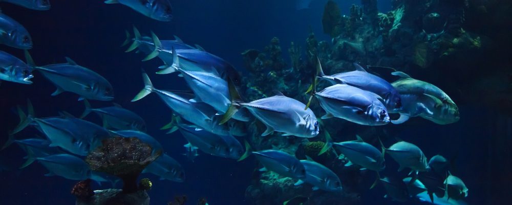 Κραυγή των επιστημόνων: Τα ψάρια εξαντλούνται από τις θάλασσες (pics & vids)