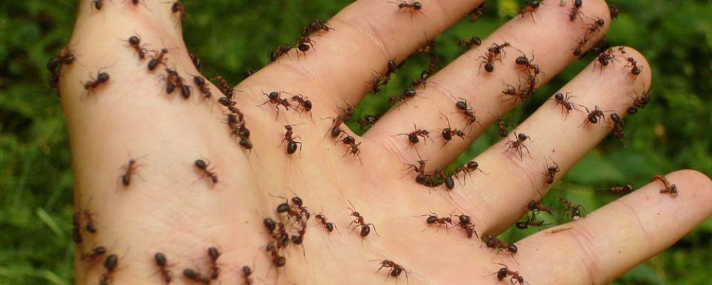 Το πιο εύκολο κόλπο για να εξαφανίσετε τα μυρμήγκια από το σπίτι σας