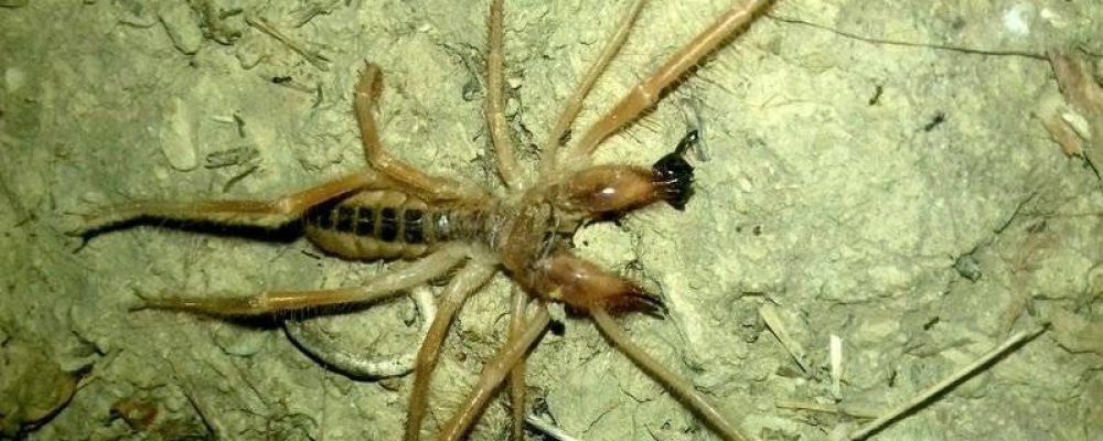 Αράχνη – σκορπιός σπέρνει τον πανικό στην  Θεσσαλία  και Πελοπόννησο