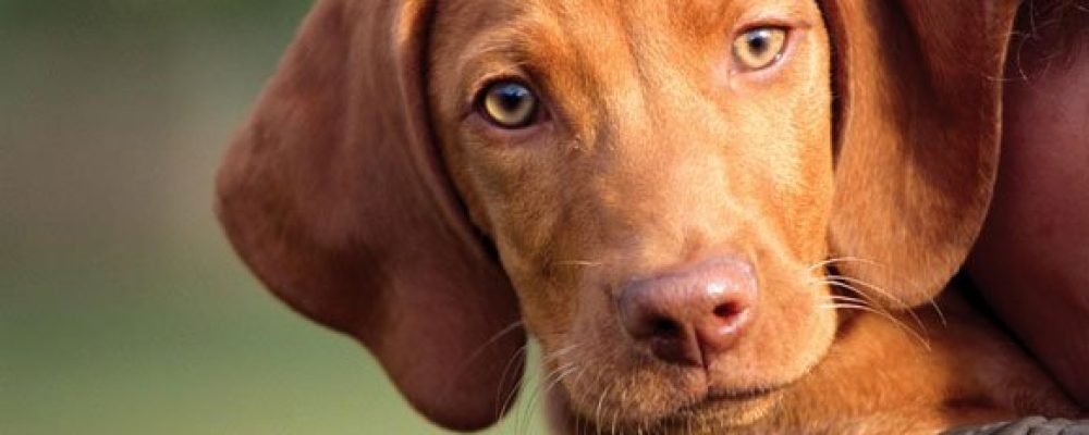 Οι σκύλοι οσμίζονται με ακρίβεια την ύπαρξη καρκίνου