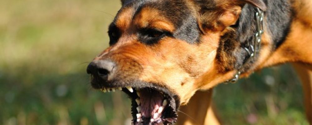 Κόρινθος : Σκύλος δάγκωσε 8χρονο στο πρόσωπο…”Υπομονή”ο δήμος έχει σχέδιο
