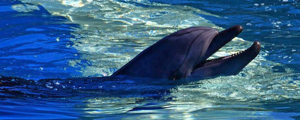 Τα δελφίνια αγαπούν το Λουτράκι – Φανταστικό θέαμα στα καταγάλανα νερά (video)