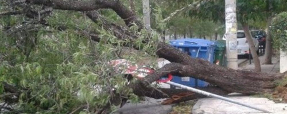 Κορινθία: Θυελλώδεις άνεμοι από χθες βράδυ  – Ξεριζώθηκαν δένδρα σε πολλές περιοχές