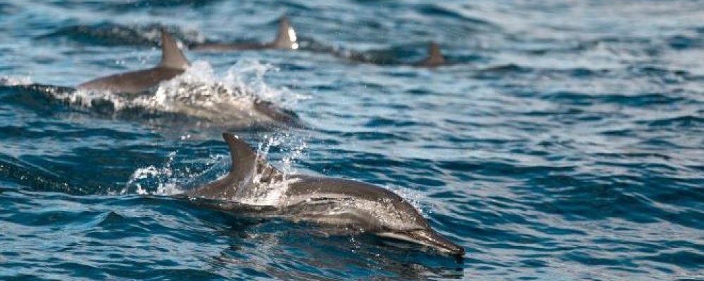 Λουτράκι: Ο “χορός” των δελφινιών ήταν στην πραγματικότητα σήμα κινδύνου