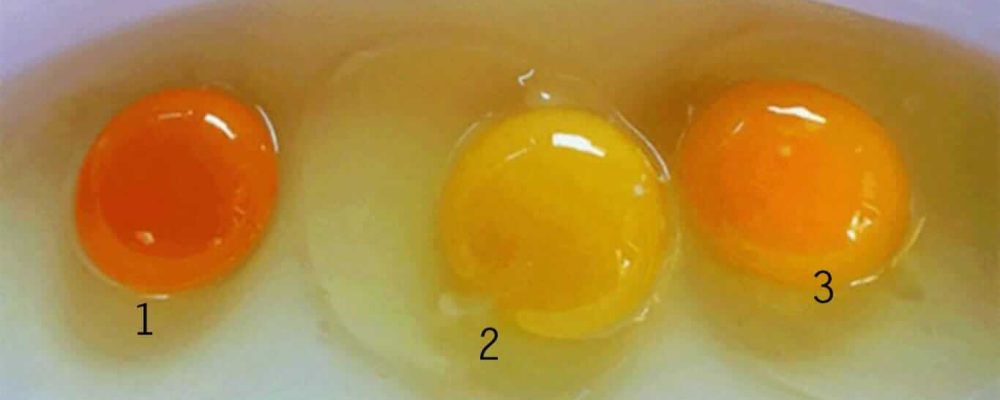 Τι Μπορείτε Να Μάθετε για την Υγεία της κότας Από Το Χρώμα Του Κρόκου Ενός Αυγού