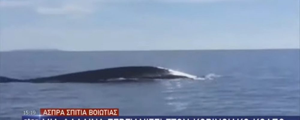 Κορινθιακός κόλπος: Φάλαινα εθεάθη μία ανάσα από την ακτή (βίντεο)