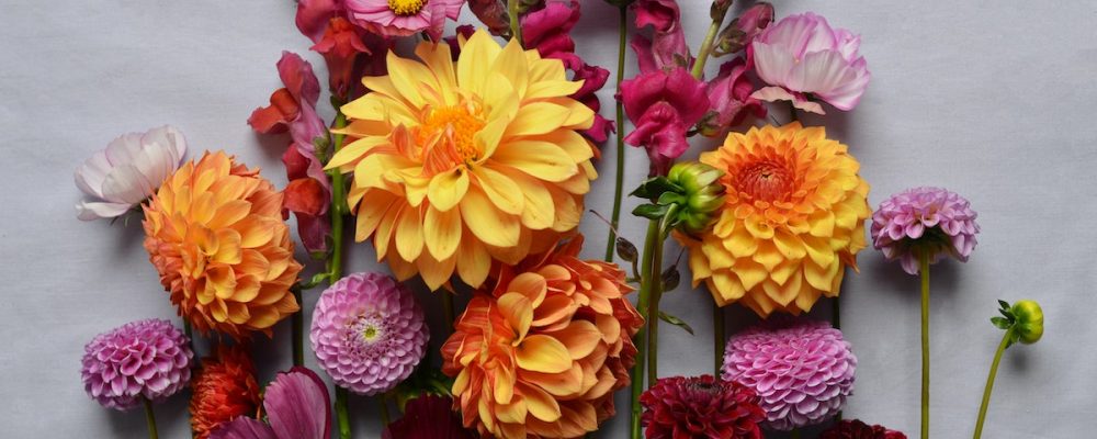 10 ανοιξιάτικα λουλούδια για να βάλεις χρώμα σε μπαλκόνι και κήπο