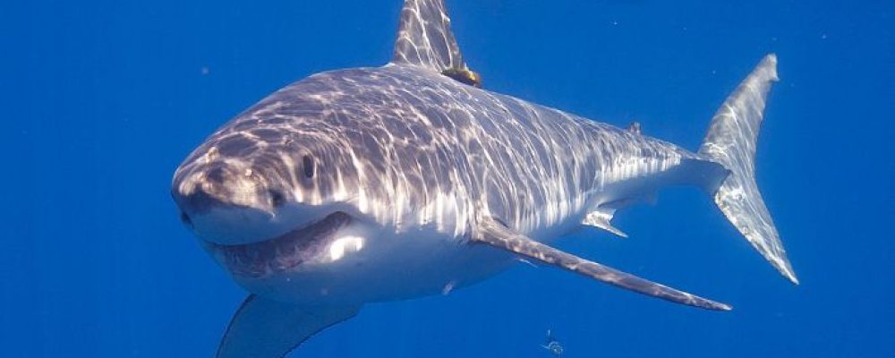 Το γονιδίωμα του μεγάλου λευκού καρχαρία κρύβει μυστικά κατά του καρκίνου