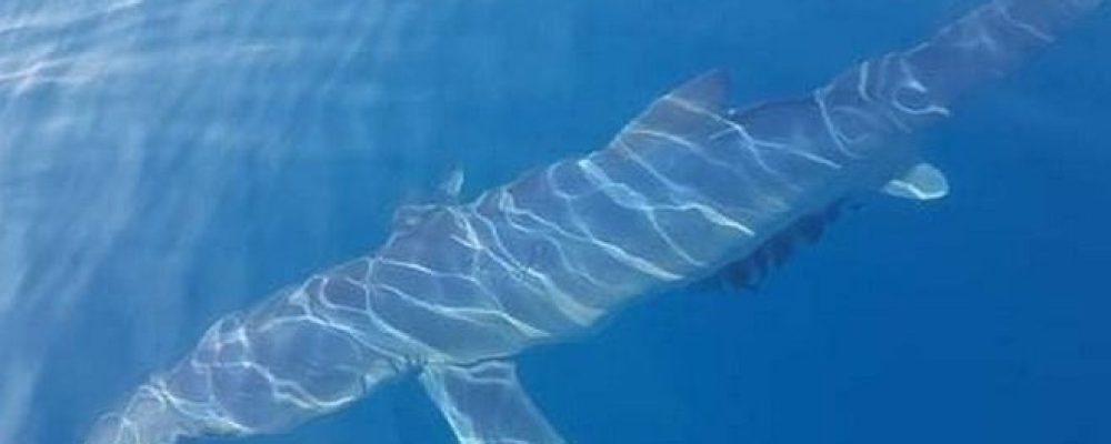 Καρχαρίες εντοπίστηκαν από ψαράδες σε Κινέτα και Αμάρυνθο