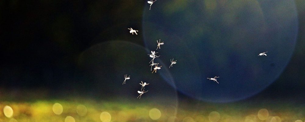 Τα κουνούπια μας εντοπίζουν από απόσταση 50 μέτρων. Πώς τα καταφέρνουν
