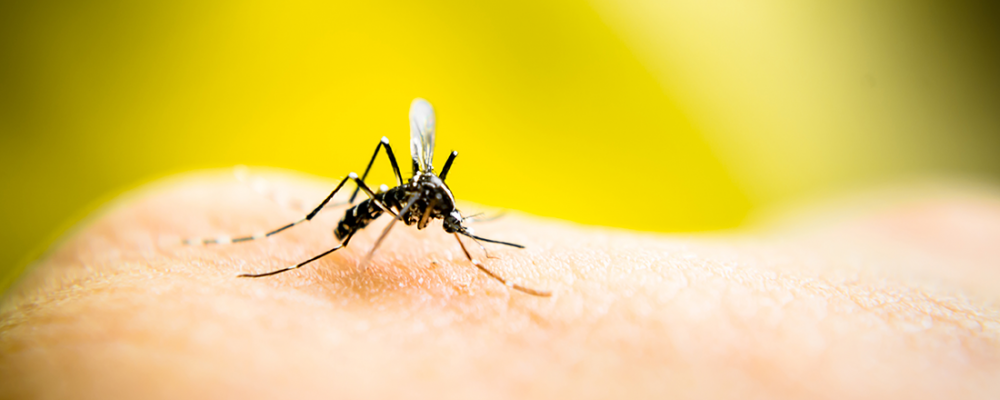 Οδηγίες του ΕΟΔΥ για τα κουνούπια – Πώς θα προφυλαχθείτε από τον ιό του Δυτικού Νείλου