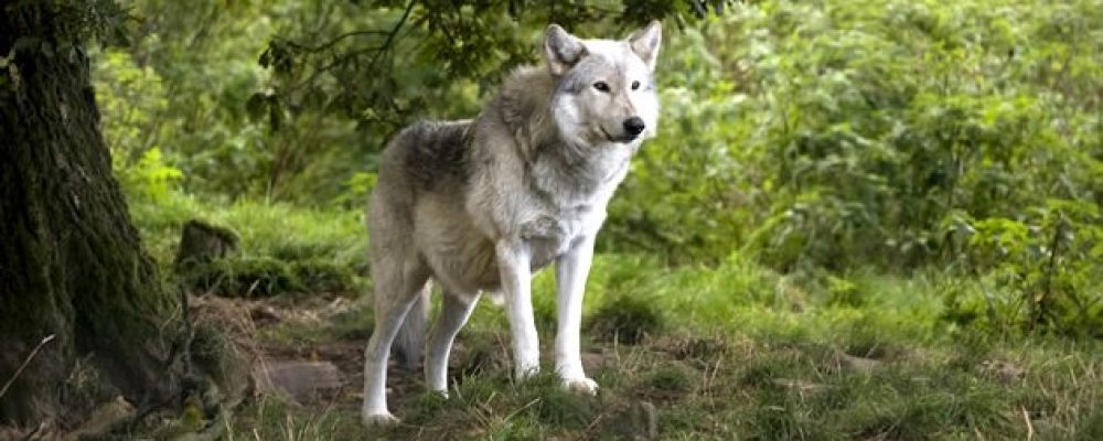 Οι λύκοι επέστρεψαν στην Πάρνηθα και εξελίσσονται σε απειλή… Ανακαλύφθηκαν  υβρίδια λύκου – σκύλου…