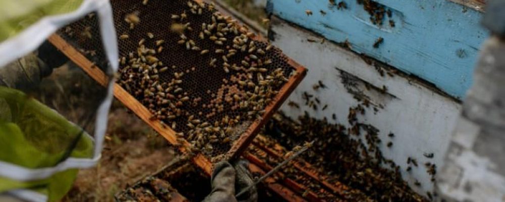 Θανατώνοντας δισεκατομμύρια μέλισσες για την παρασκευή «γάλακτος» αμυγδάλου