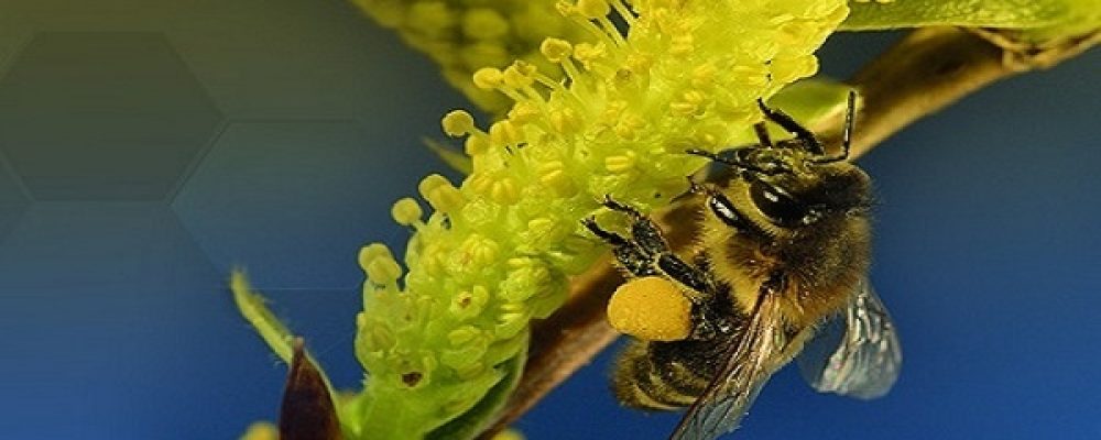 Παγκόσμιος συναγερμός για την εξαφάνιση των μελισσών