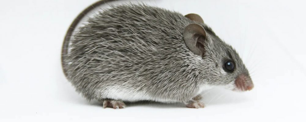 Ένα ποντίκι ίσως κρατά το μυστικό της αναγέννησης του νωτιαίου μυελού
