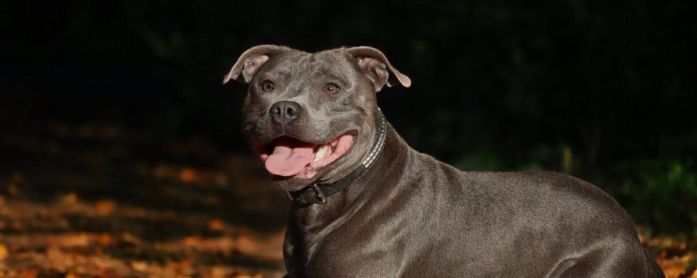 Αδέσποτο μαύρο σκυλί κυκλοφορεί ελεύθερο στο Λουτράκι…κατασπάραξε γυναίκα
