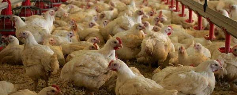 Άγνωστοι δράστες «Ξεπουπούλιασαν» Μονάδα Πτηνοτροφείου στο Βέλο Κορινθίας