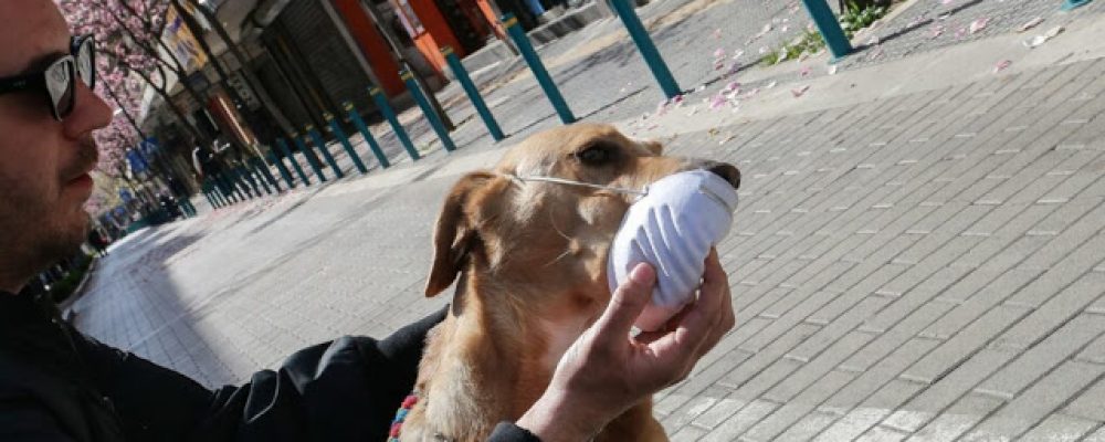 Οργουελικό νομοσχέδιο εξαφάνισης σκύλων και γατών. Ζευγάρωμα ΜΟΝΟ με άδεια, μαζικές στειρώσεις, απαγόρευση πώλησης σε Pet Shop