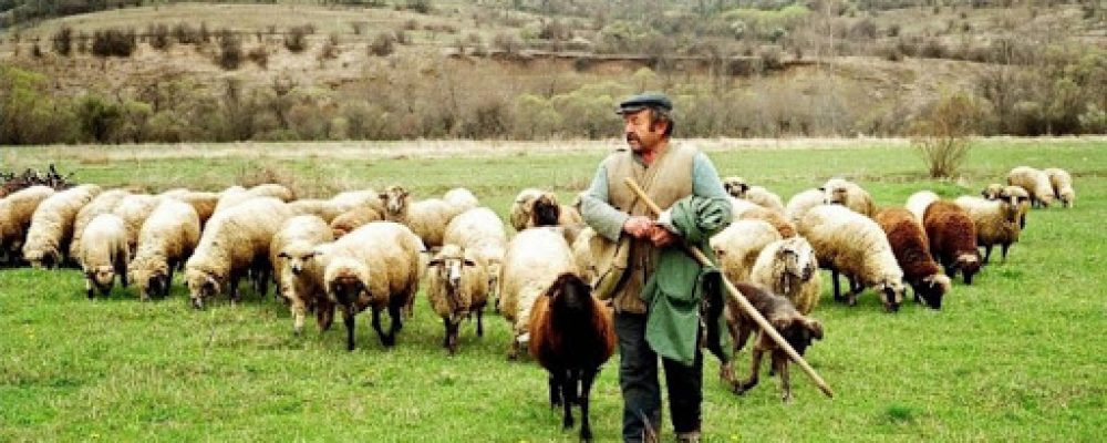Αργοπεθαίνει η  κτηνοτροφία στην Κορινθία – Κραυγή αγωνίας από κορίνθιο κτηνοτρόφο