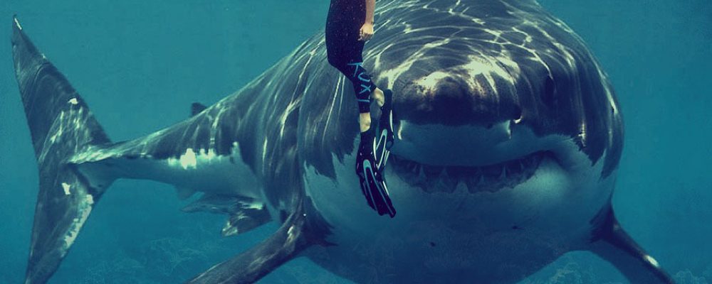 Τι πρέπει να κάνετε αν σας επιτεθεί… καρχαρίας
