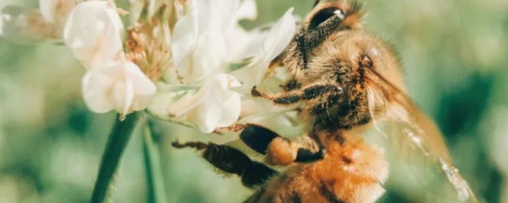 Το δηλητήριο της μέλισσας θεραπεύει τον καρκίνο του μαστού, σύμφωνα με έρευνα