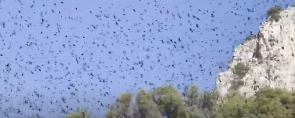 Εντυπωσιακό θέαμα: Σμήνος πουλιών «σκέπασε» τον Κορινθιακό για 5 λεπτά -βίντεο