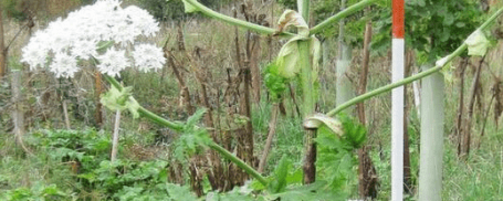 Το επικίνδυνο φυτό που αναπτύχθηκε λόγω καραντίνας – Τι παθαίνει όποιος τα αγγίξει [Εικόνες]