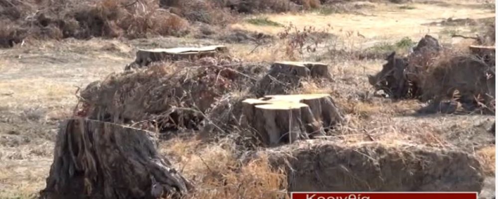Έκοψαν 250 ελαιόδενδρα στο Περιγιάλι για να κατασκευάσουν αθλητικό κέντρο… τελικά το έκαναν σκουπιδότοπο