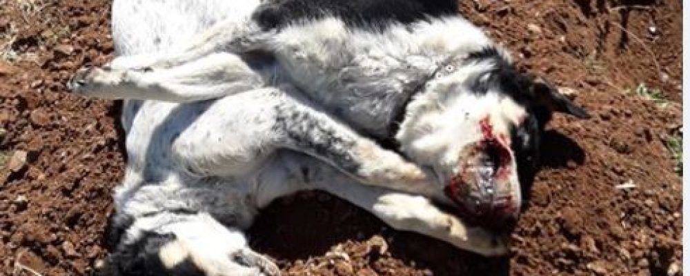 Κραυγή αγανάκτησης απο τους κατοίκους των Αθικίων –  Φόλιασαν    ανυπεράσπιστα  σκυλιά