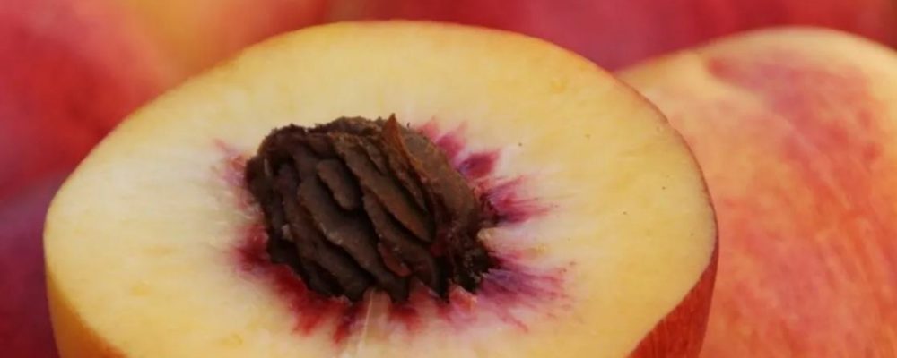 Ροδάκινο: Το φρούτο που «σκοτώνει» τα καρκινικά κύτταρα και προάγει τη μακροζωία
