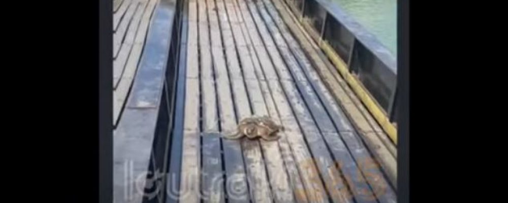 Σπάνιο θέαμα στον Ισθμό: “Ανέβασε” χελώνα καρέτα – καρέτα η γέφυρα της Ποσειδωνίας-βίντεο