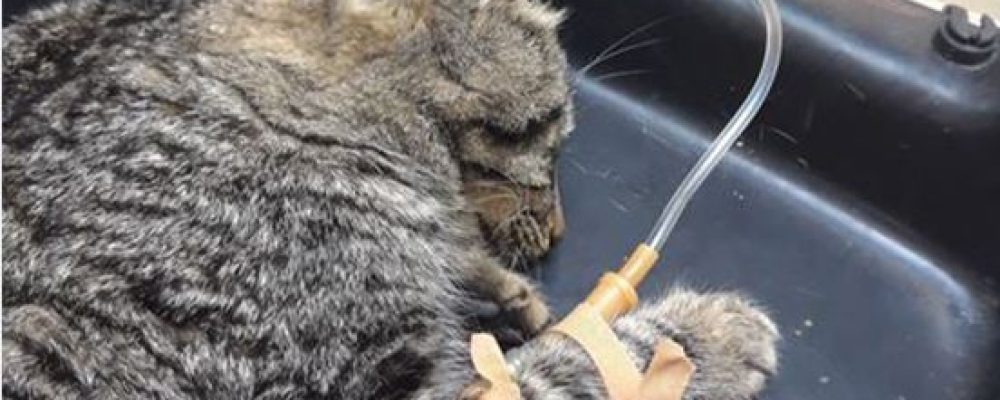 Κτηνωδία στο Λουτράκι: Εξόντωσαν γάτες με φόλες. Αλλες πέθαναν και άλλες χαροπαλεύουν (φωτο)