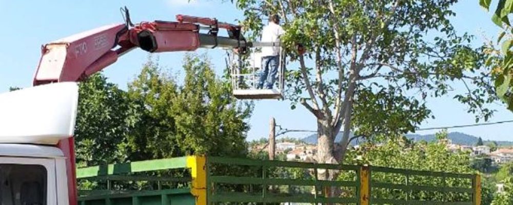 ΙΝΚΑ “Ζητάμε αντίγραφο της άδειας του δήμου και του εργολάβου για την κοπή των δέντρων στην Κόρινθο”