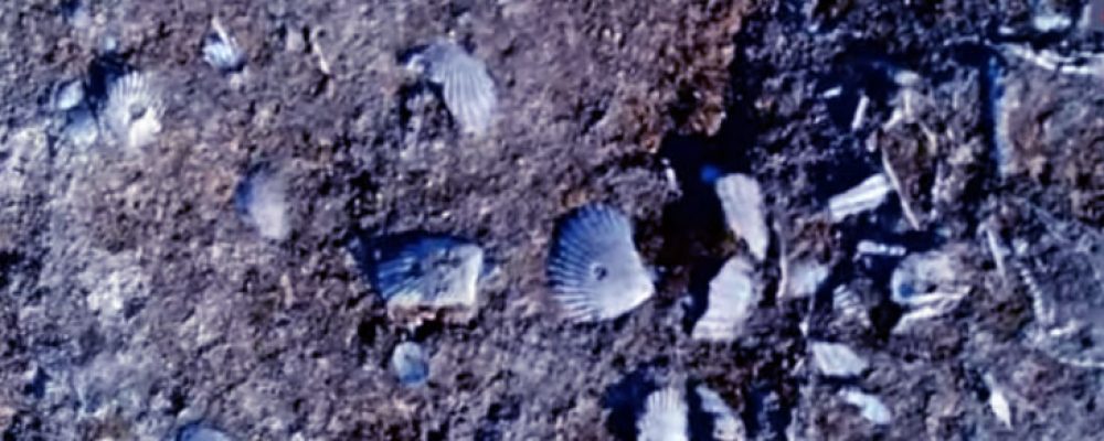 Σπάνια ανακάλυψη: Χιλιάδες απολιθωμένα κοχύλια εκατομμυρίων ετών σε χωματόδρομο στην Πελοπόννησο (βίντεο)