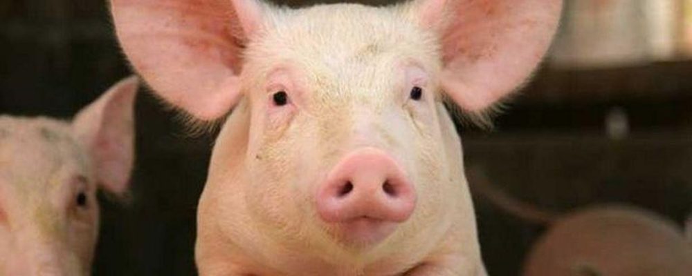 Επικό γέλιο: Θηλυκό γουρούνι κυνηγάει on air ρεπόρτερ του Παπαδάκη