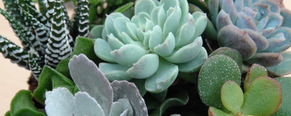 6 Φυτά ανθεκτικά στο κρύο για το μπαλκόνι σου το χειμώνα!