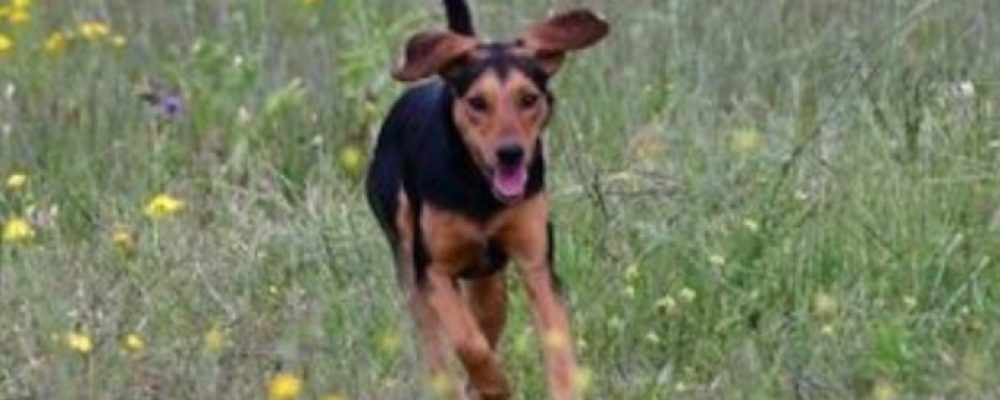 ΕΛ.ΑΣ: 300 ευρώ πρόστιμο για βόλτα σκύλου χωρίς λουρί